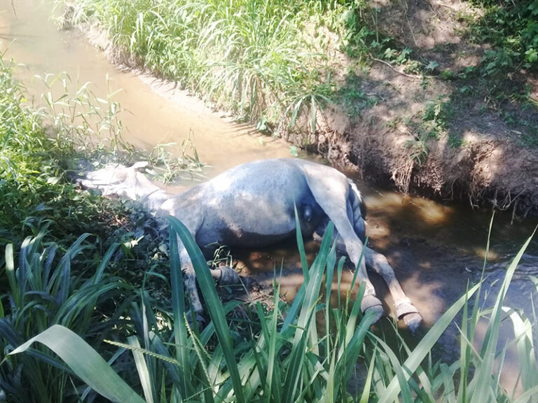 Read more about the article Cavalo aparece morto em córrego na região do Santa Cruz