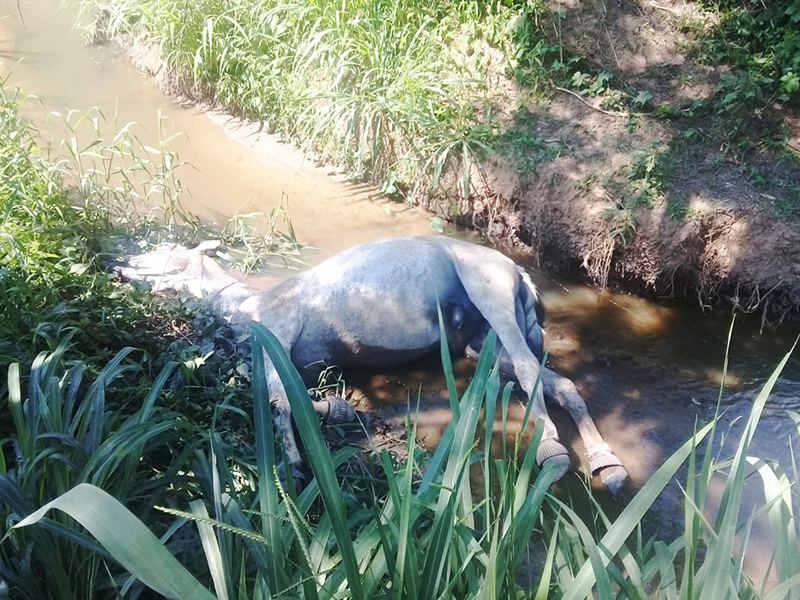 Leia mais sobre o artigo Cavalo aparece morto em córrego na região do Santa Cruz