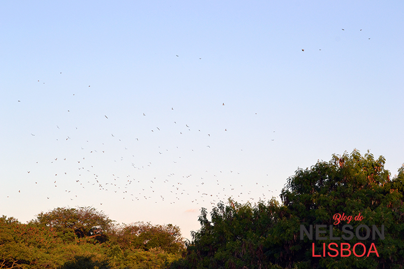 Leia mais sobre o artigo Revoada de pássaros nas margens do Rio Jundiaí é encantadora