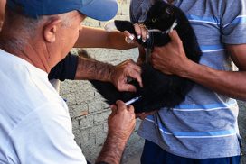 Leia mais sobre o artigo Mais de 2 mil cães e gatos foram vacinados contra a raiva no dia 25