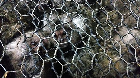 Leia mais sobre o artigo Projeto Mucky pede ajuda para auxiliar 68 filhotes de saguis resgatados em Osasco