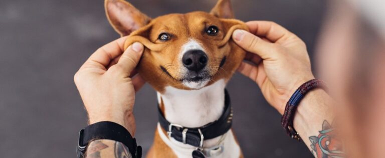 Leia mais sobre o artigo Que tal uma escola “pet friendly”? Projeto estadual permite cães na sala de aula