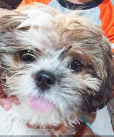Read more about the article Vamos ajudar a cachorrinha Amora a retornar para a casa em Salto?