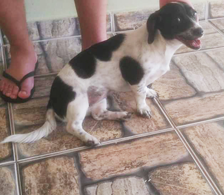 Leia mais sobre o artigo Néia Geraldi procura sua cachorrinha Cacau, perdida no Jardim das Nações, em Salto