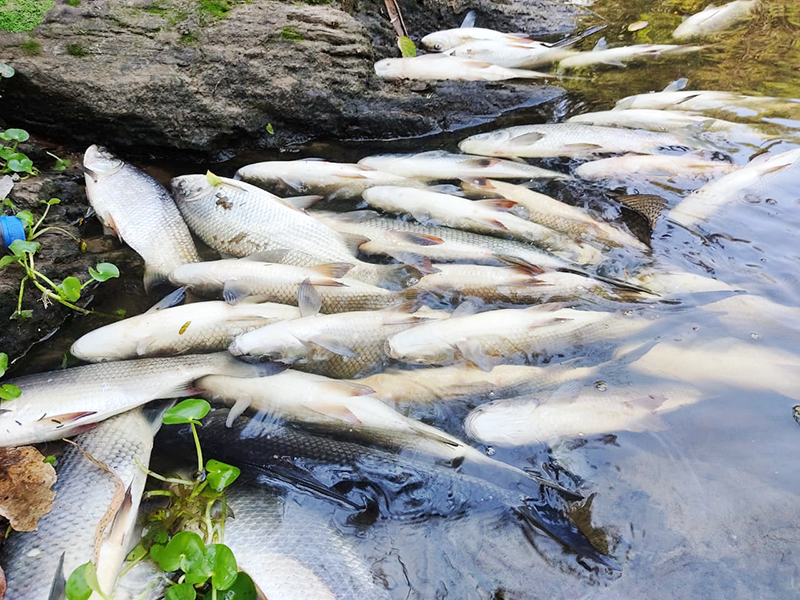 peixes morrem no Rio Tietê em Salto