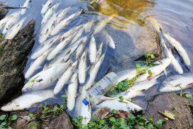 morte de peixes no Rio Tietê