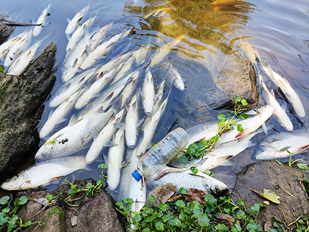 Read more about the article Infelizmente, só mais um crime ambiental: milhares de peixes morrem no Córrego Guaraú, em Salto