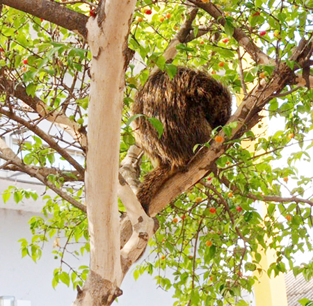 Leia mais sobre o artigo Você viu isso? Ouriço-cacheiro é resgatado de árvore da Rua 9 de Julho em Salto