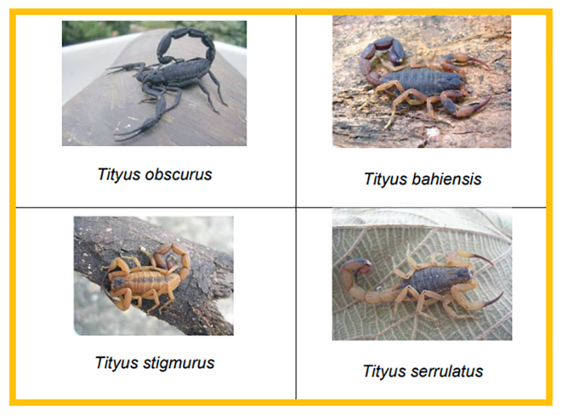 escorpiões mais comuns no Brasil