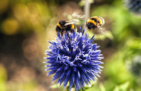 Leia mais sobre o artigo De fato, você sabe o que fazer ao se deparar com um enxame de abelhas?