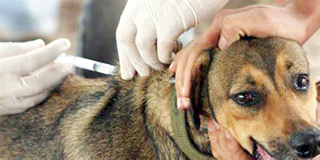 Leia mais sobre o artigo Dia 29 tem vacinação para cães e gatos no Buru e Iracema