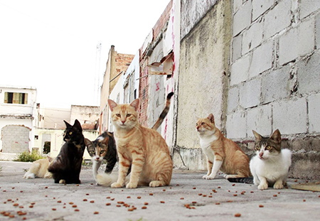 Read more about the article Abandono de animais, como gatos, é maior no início do ano