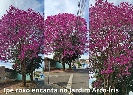 Leia mais sobre o artigo Natureza que encanta: amiga do blog manda fotos dos ipês-roxo no Jardim Arco-Íris