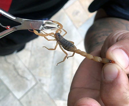 Leia mais sobre o artigo Moradores do Santa Marta denunciam invasão de escorpiões
