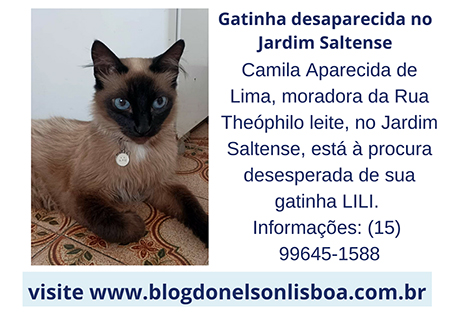 Leia mais sobre o artigo Gatinha Siamesa Lili está desaparecida e criança de 4 anos está sofrendo, no Jardim Saltense