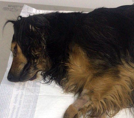 Leia mais sobre o artigo Covardes envenenam 2 cães no Santo Stefano, 1 morre e crianças ficam traumatizadas