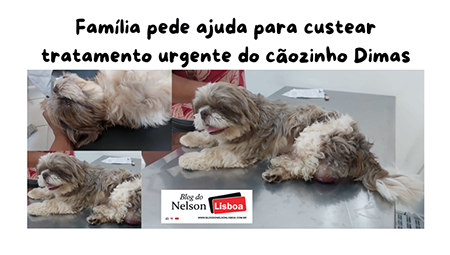 Leia mais sobre o artigo Família pede doação para cirurgia do cãozinho Dimas, em Salto