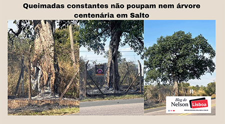 Leia mais sobre o artigo Queimadas constantes na região do Santa Cruz não poupam nem árvore centenária em Salto