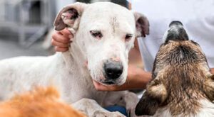 cães perdidos em Salto