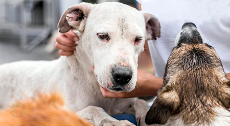 Leia mais sobre o artigo Como tem gente que perde seus cães em Salto, não é mesmo?