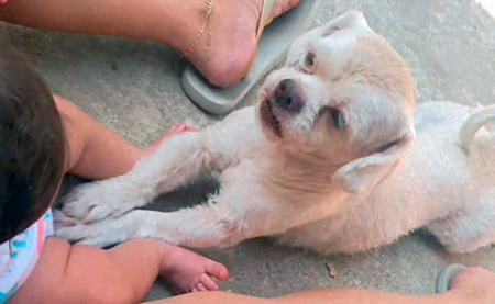 Leia mais sobre o artigo Família procura cão desaparecido no Santa Lúcia em Salto