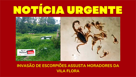Leia mais sobre o artigo Invasão de escorpiões assusta moradores da Vila Flora