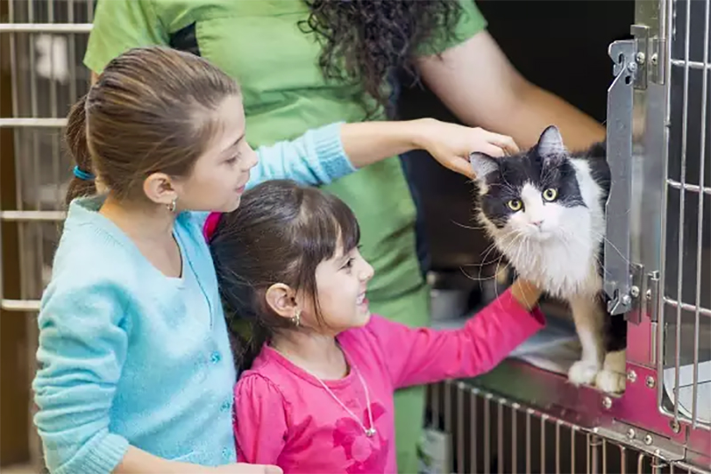 Mães e pais de gatos