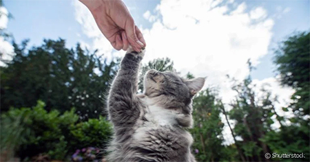 Leia mais sobre o artigo Adoção dispara e “mães e pais de gatos” responde por 65% das adoções de pet