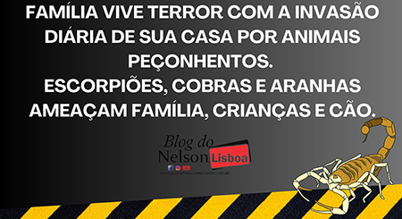 Leia mais sobre o artigo Terror: família sofre com invasão constante de escorpiões e cobra no Santo Inácio