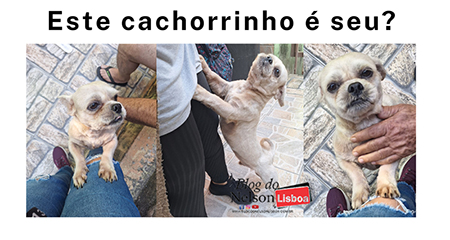 Leia mais sobre o artigo Esse cachorrinho shitzu é seu?