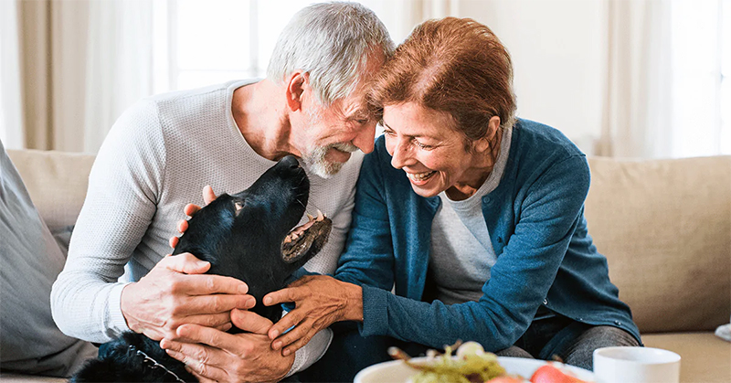 idosos que têm cães vivem melhor