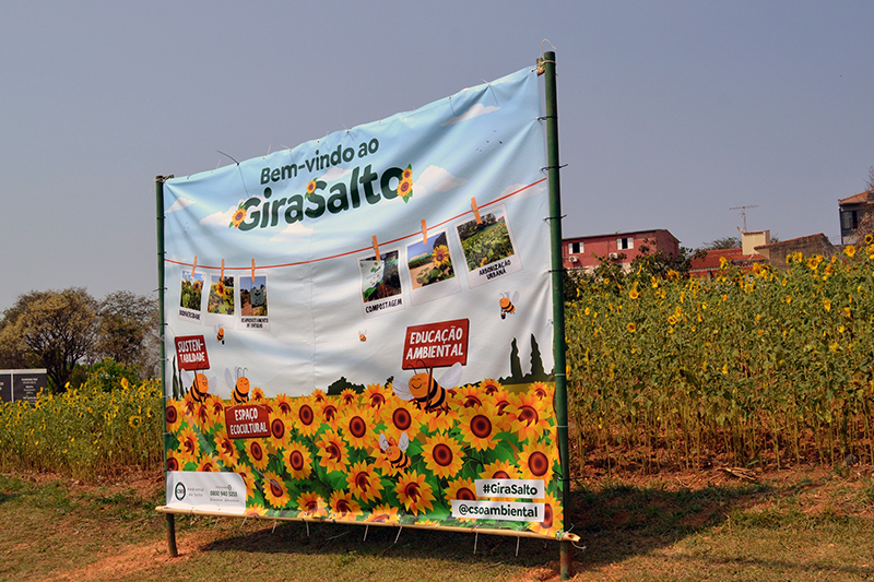 plantação de girassol em Salto