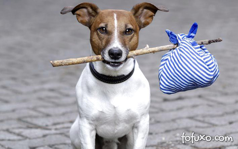 Cachorro que foge de casa