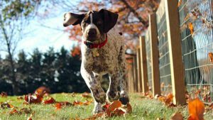 cachorro que foge de casa