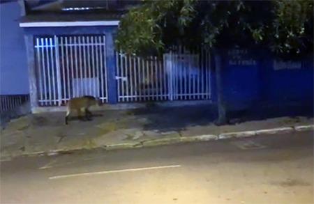 Leia mais sobre o artigo Equipe da Adega King Beer filma lobo-guará em rua do Jardim das Nações, em Salto