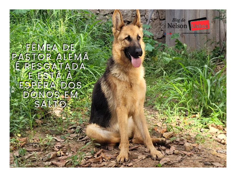 Pastora-alemã abandonada em Salto