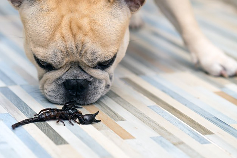 Pets também correm risco com ataque de escorpiões