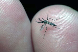 epidemia de dengue na região de Salto