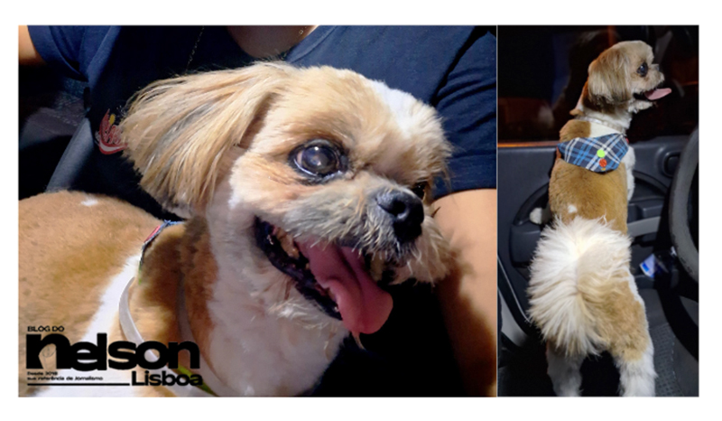 Leia mais sobre o artigo Família encontra cãozinho shitzu perdido e agora procura os seus donos