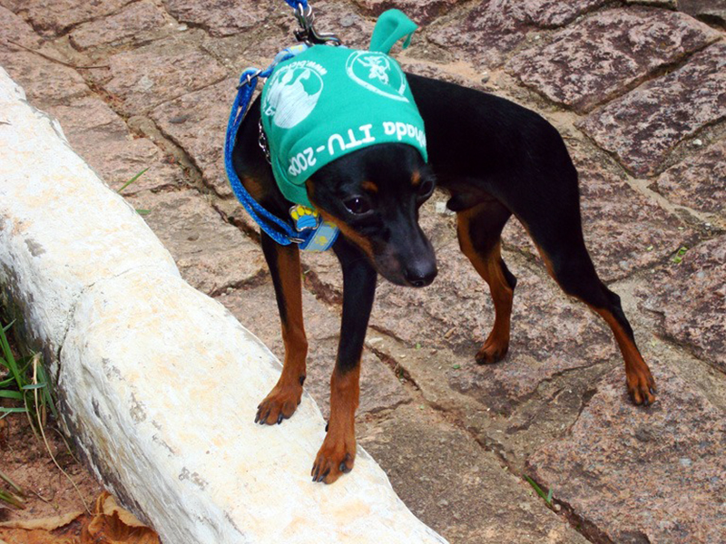 Leia mais sobre o artigo ONG Bichos S/A é retomada e busca novos voluntários em Itu e região