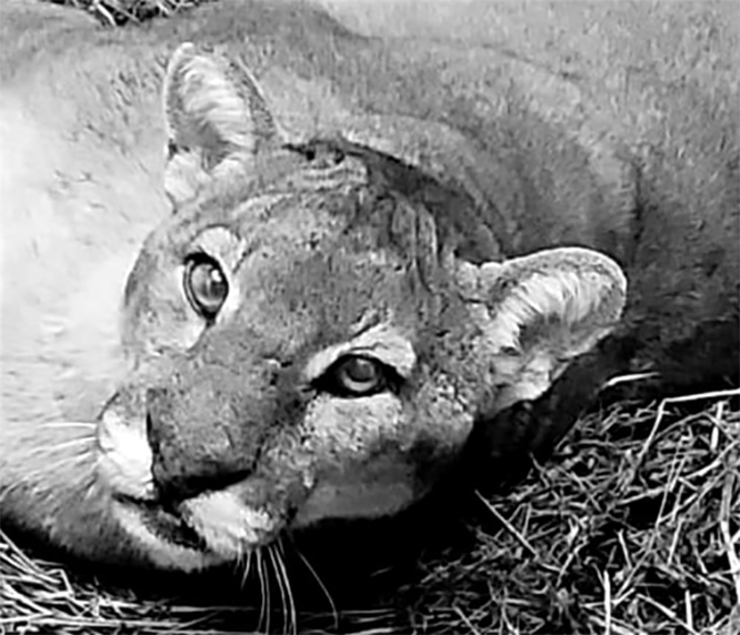 Leia mais sobre o artigo Especialista fala sobre a onça-parda: “é sinal de equilíbrio ambiental — e não de perigo”