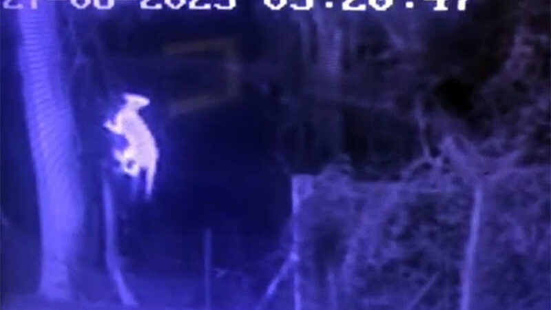 Onça Parda vista em Salto pela segunda vez em uma semana