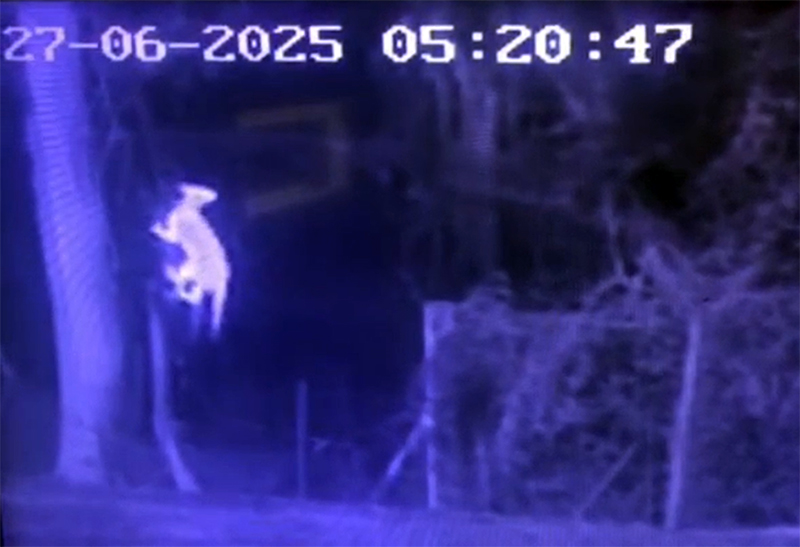 Leia mais sobre o artigo Onça vista em condomínio pode ter sido avistada hoje, dia 1º, na região do Halter, em Salto