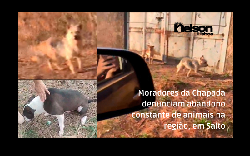 Leia mais sobre o artigo Moradores da Chapada denunciam abandono constante de animais na região, em Salto