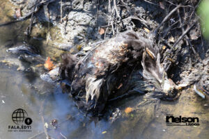 Rio Jundiaí tem peixes e aves mortos na região da Barra em Salto