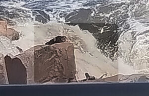 GCM de Salto faz resgate dramático de homem na cachoeira da cidade