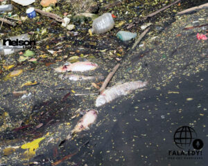 Rio Jundiaí tem peixes e aves mortos em Salto