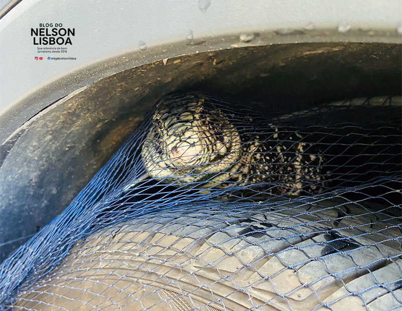 Leia mais sobre o artigo Teiú grandão se esconde em roda de carro e dá trabalho para ser resgatado em segurança em Salto