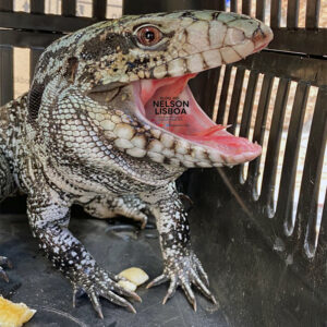 Animal selvagem foi resgatado com segurança e está em reserva ambiental 