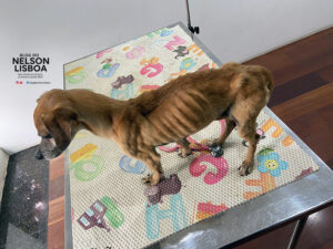 Animal é resgatado em condições brutais em Salto